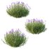 plant bush Flower Lavandula Stoechas 03 - Thumbnail 4