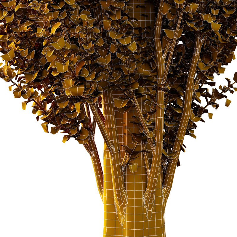 fagus sylvatica tree 14 - Image 3