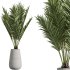 AV Indoor Plants Set 289 Fruit Orange Tree and Areca Palm and Banana Nicolai and Olive - Thumbnail 3