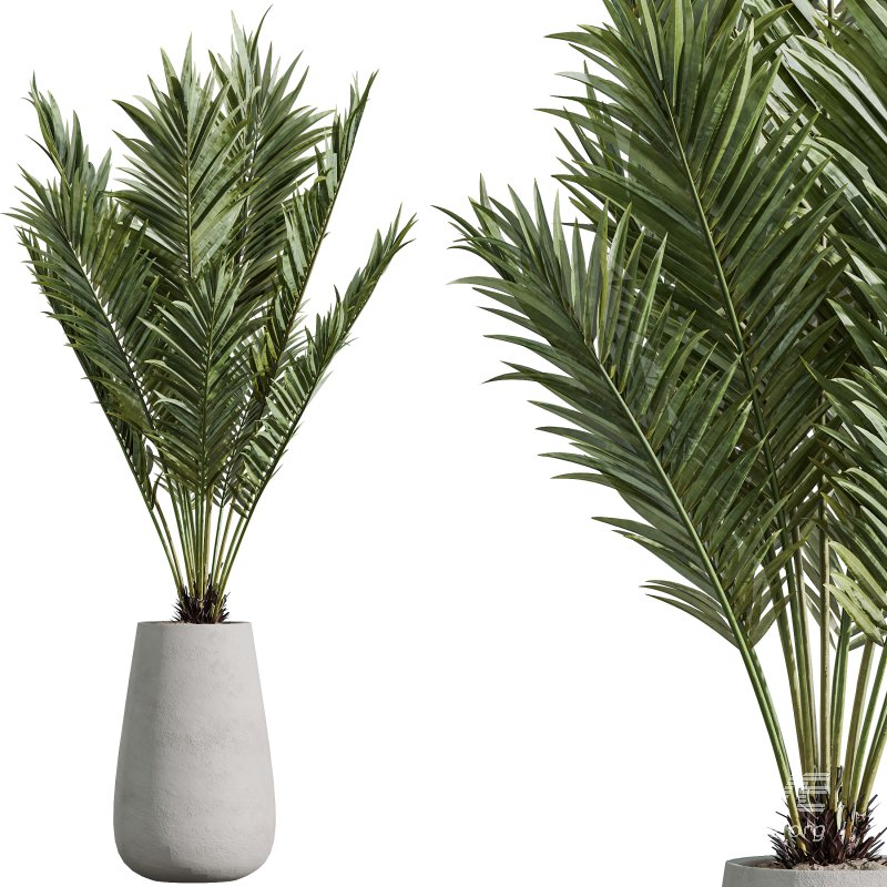 AV Indoor Plants Set 289 Fruit Orange Tree and Areca Palm and Banana Nicolai and Olive - Image 3