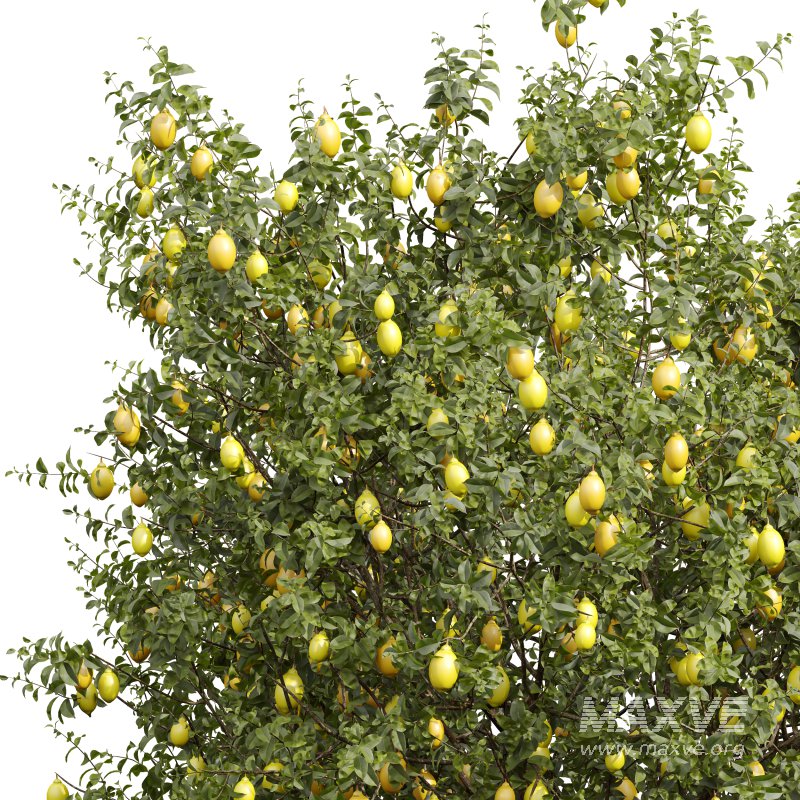 AV Fruit Trees Citrus Meyer Lemon Orange and Citrus Meyer Lemon - Image 2
