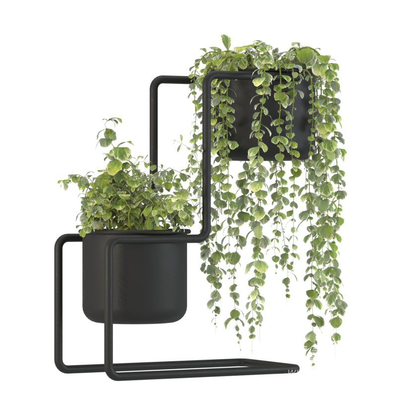 Plant Set 04 - Image 5