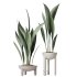 AV Indoor Plants Set 287 Lemon Ficus Laurel Aspidistra Cast iron - Thumbnail 4