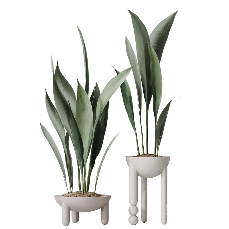 AV Indoor Plants Set 287 Lemon Ficus Laurel Aspidistra Cast iron - Image 4