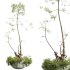 AV Indoor Plants Set 306 Japandi Decorative Minimalism Ficus Dracaena Marginata - Thumbnail 5