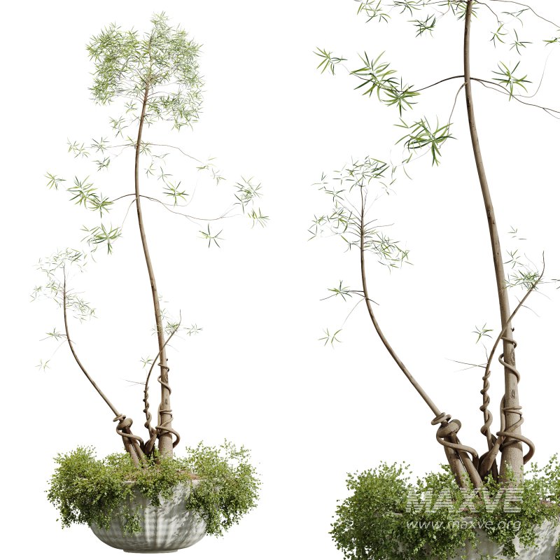 AV Indoor Plants Set 306 Japandi Decorative Minimalism Ficus Dracaena Marginata - Image 5