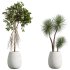 AV Indoor Plants Set 294 Ficus Marginata Olive Banana Nicolai Yucca Palm Ficus Benjamina - Thumbnail 2