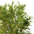 AV Fruit Trees Diospyros Kaki Persimmon and Malus Pumila Apple Green - Thumbnail 2