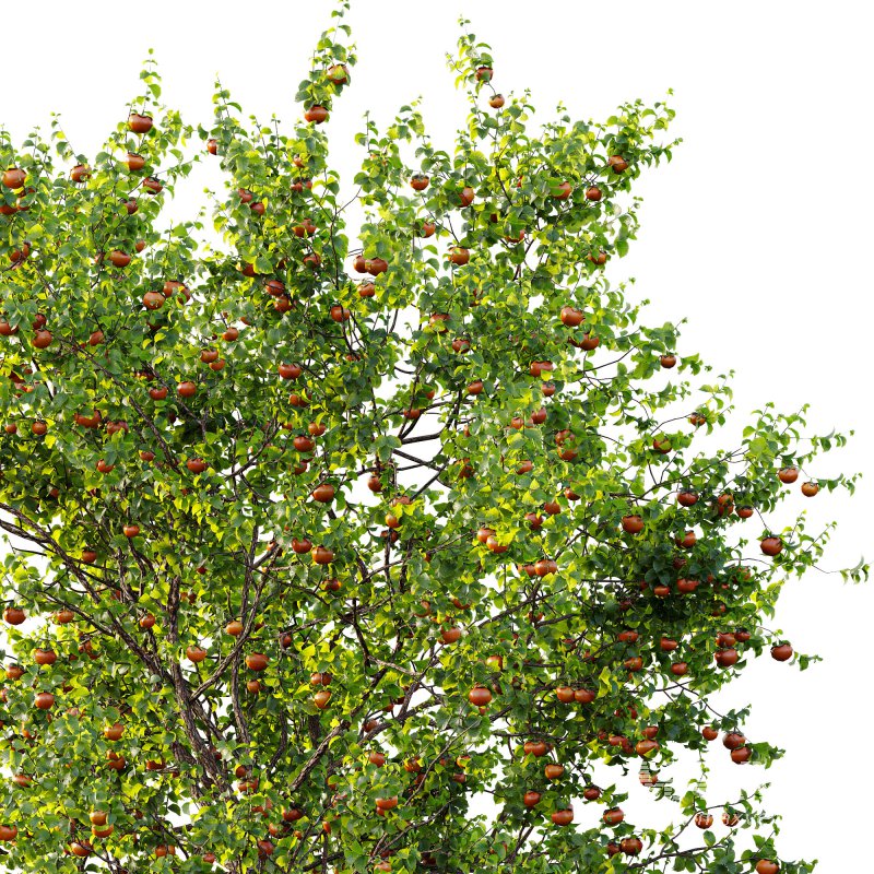 AV Fruit Trees Diospyros Kaki Persimmon and Malus Pumila Apple Green - Image 2