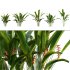Heliconia 02 - Thumbnail 1