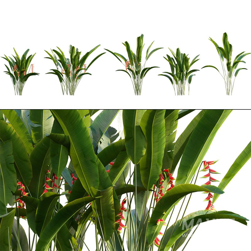 Heliconia 02 - Image 1