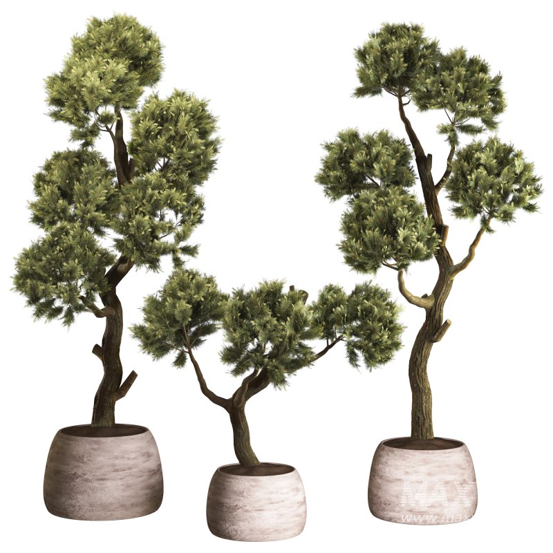 Topiary Ball in Pot Collection 012 - Image 1