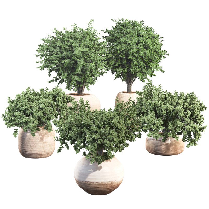 Outdoor Bush Collection in Pot 08 - Image 1