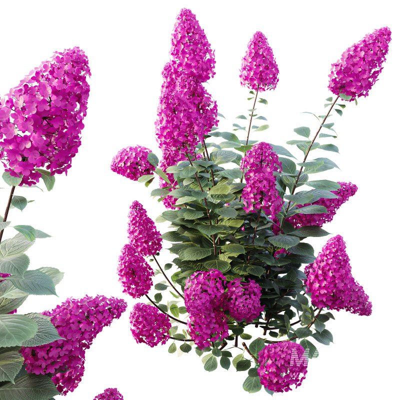 ntal shrub native to East Asia. It is admired for its large conical flower clusters that bloom from summer into autumn, shifting from creamy white to shades of pink, red, and purple as the season progresses. With its lush green foliage and vibrant seasonal transformation, this species is a favorite in decorative landscaping and architectural gardens. - Image 4