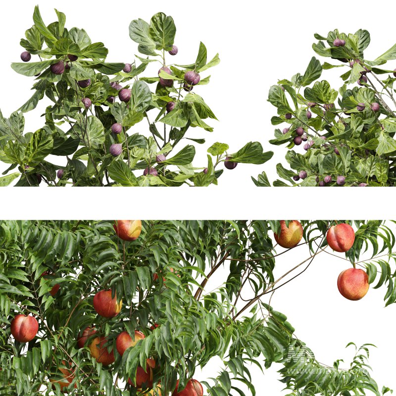 ntal uses. - Image 5