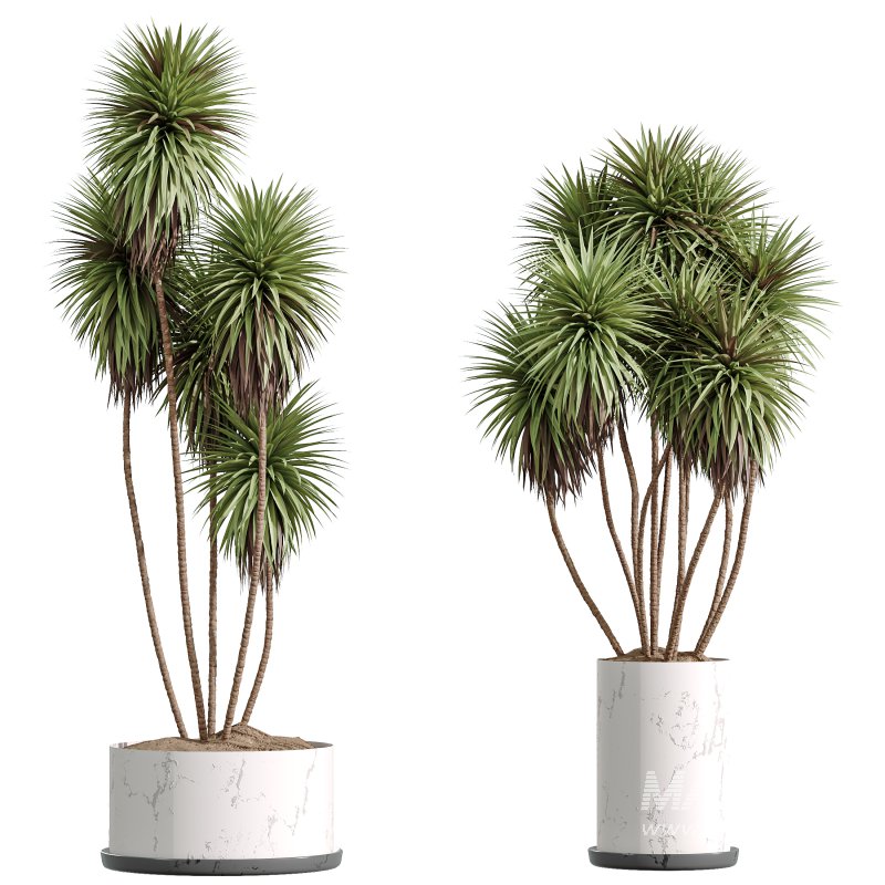 ntal appeal. Schefflera Arboricola, the Umbrella Tree, is admired for its lush, rounded clusters of glossy leaves and elegant branching form. Yucca Elephantipes Gigantea adds architectural strength with its tall, upright stems crowned by spiky green rosettes. Completing the set, Spathiphyllum Wallisii ‘Bellini’ Peace Lily Domino showcases elongated, deep green leaves with elegant variegation, a timeless favorite for indoor environments. Together, these plants create a balanced composition of tropical vibrancy and refined greenery, ideal for modern interiors and architectural visualization. - Image 6