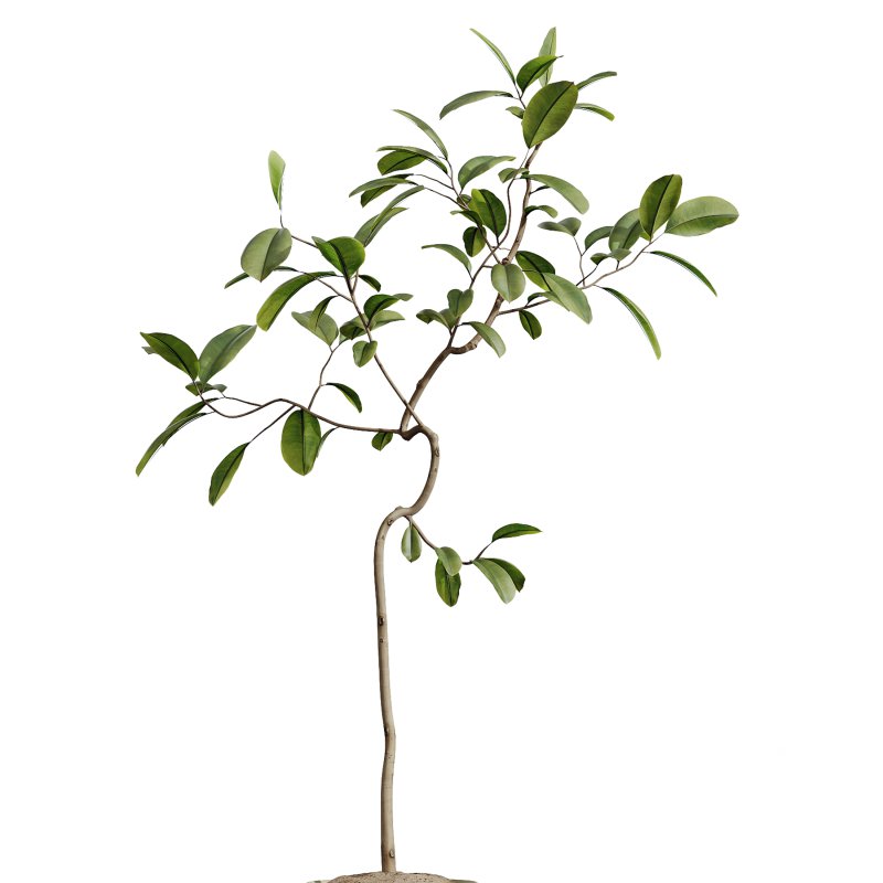 ntal but also grounded in heritage: the olive tree—native to southern Europe and symbolic of peace—brings timeless charm, while the banana and yucca infuse subtropical dynamism. The included Ficus species are prized for indoor air purification and their graceful, branching architecture. - Image 2