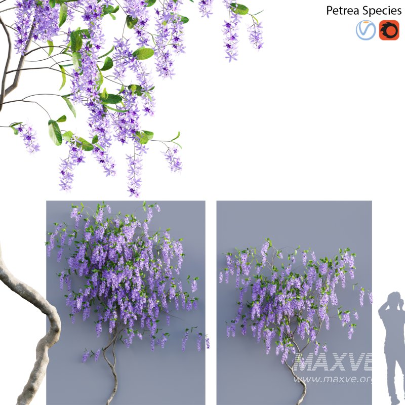 Petrea Volubilis – Queen’s Wreath – 03 - Image 1