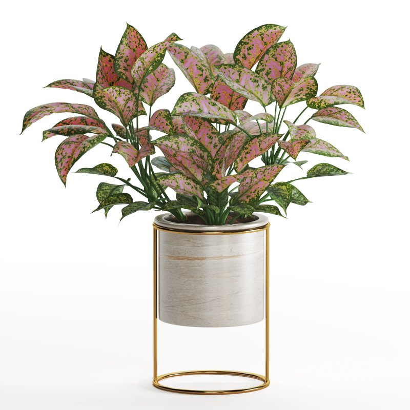 Indoor Plant Valentine Heart Shape Hoya Carnosa Aglaonema Pink Pearl - Image 3