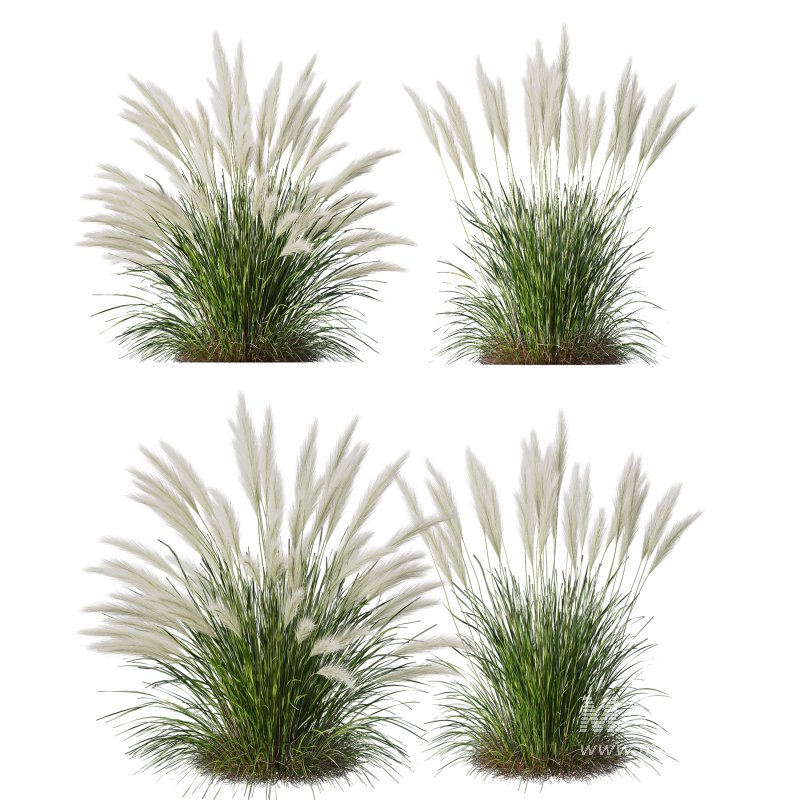 AV Pennisetum Alopecuroides Lampenputzergrass and Nassella Tenuissima Grasses - Image 5