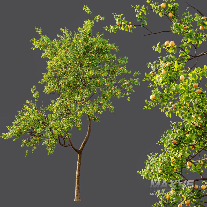 AV Fruit Trees Pear Pyrus Communis Red and Armeniaca Vulgaris Prunus - Image 8