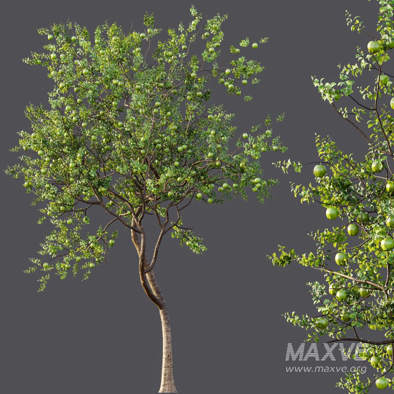 AV Fruit Trees Diospyros Kaki Persimmon and Malus Pumila Apple Green - Image 12