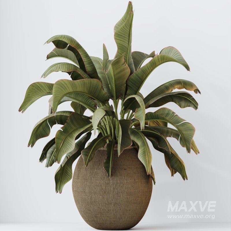 AV Indoor Plants Set 285 Ravenala Banana Strelitzia Nicolai Bird Of Paradise Set - Image 6