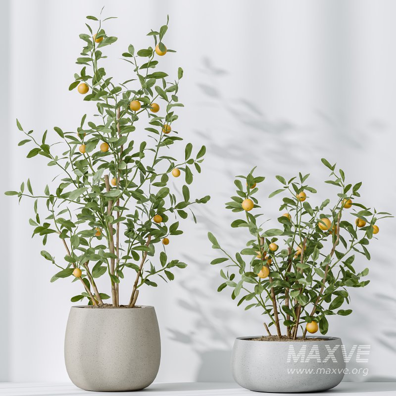 AV Indoor Plants Set 290 Fruit Bonsai China Orange Tree and Banana Strelitzia Nicolai and Arbequina Olive - Image 6