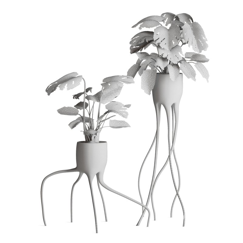 Indoor Plant Monstera in Weird constructed haphazard roots Pot - Image 4