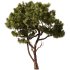Pine tree Set35 - Thumbnail 1