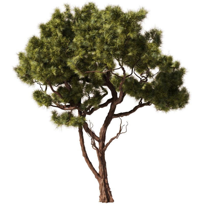 Pine tree Set35 - Image 1