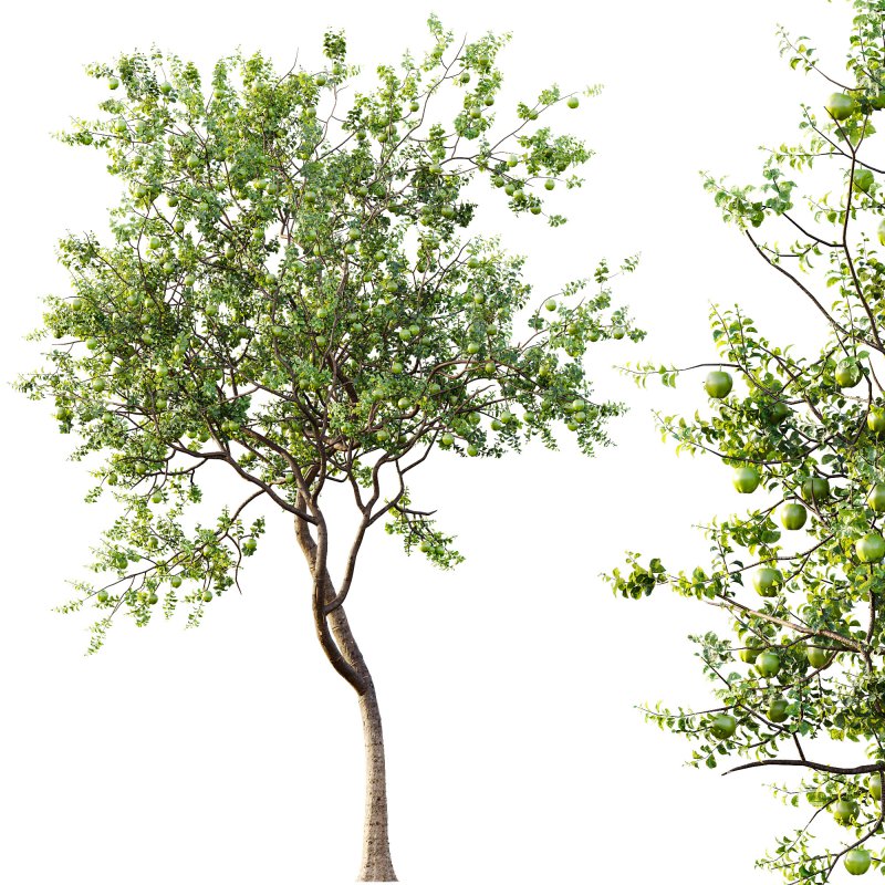 AV Fruit Trees Diospyros Kaki Persimmon and Malus Pumila Apple Green - Image 6