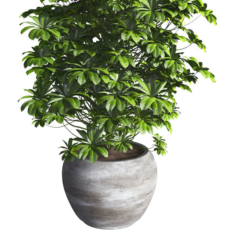 Indoor Plant 011 - Image 3