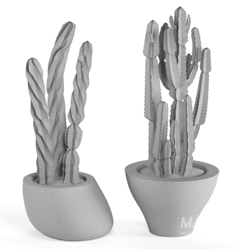 Indoor Plant Cactus - Image 2