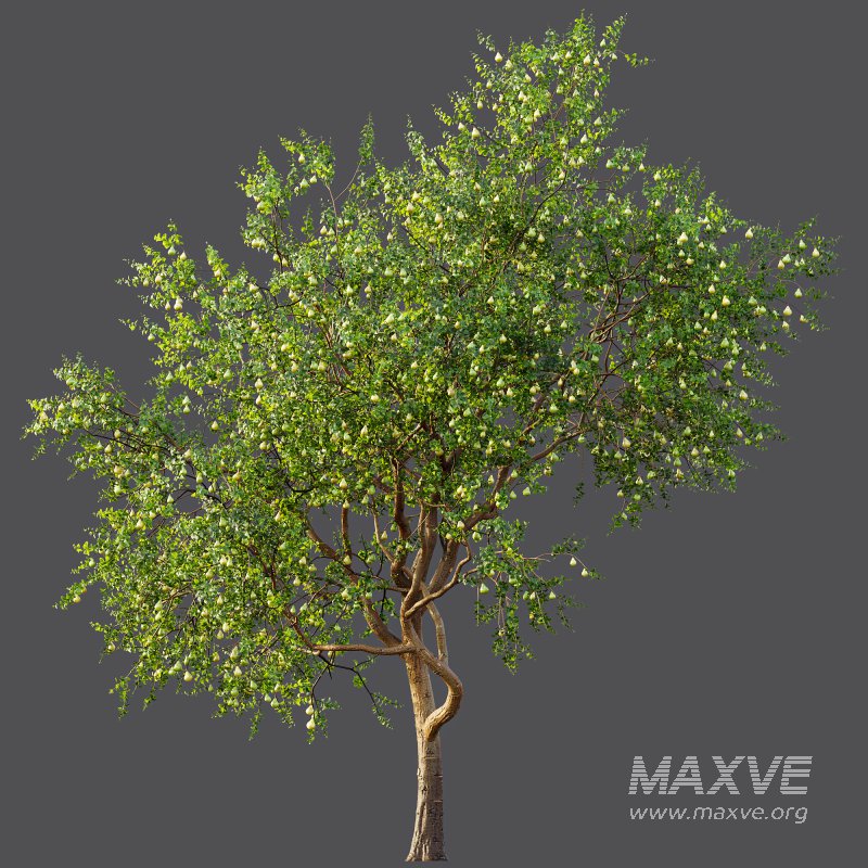 ntal presence. - Image 7