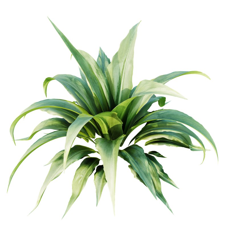 ntal plant admired for its wide, sword-like leaves in vibrant green shades. Native to woodland and shaded habitats, Carex Platyphylla is valued for its lush texture and architectural form, while the Astelia influence enhances its decorative appeal with broad foliage and striking volume. The elegant rosette structure makes this plant suitable for borders, garden beds, or modern planters, providing both softness and a bold visual statement. Modeled with precision and enhanced by 4K textures, this asset ensures high realism and versatility for both indoor and outdoor architectural visualizations. - Image 1