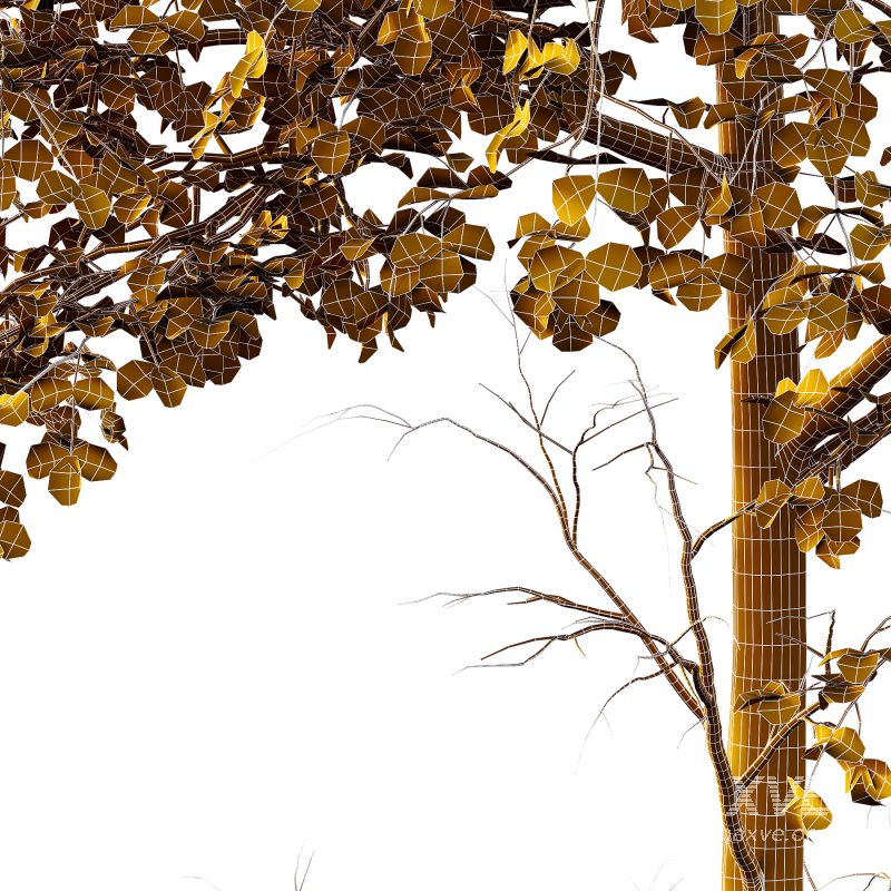 Different Trees 29 - Image 3