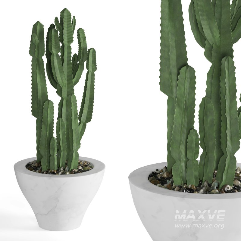 Indoor Plant Cactus - Image 4