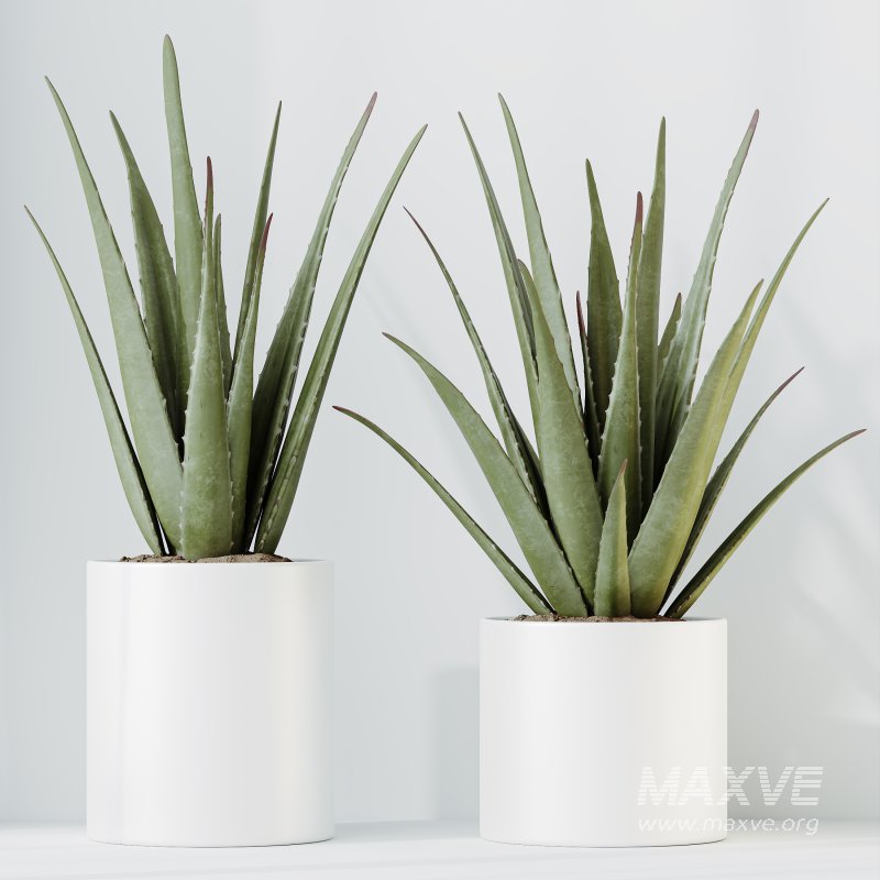 indoor plant set - Image 7