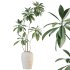 indoor plant set - Thumbnail 3