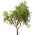 AV Fruit Trees Prunus Salicina Plum Pflaume and Pear Pyrus Communis - Thumbnail 1