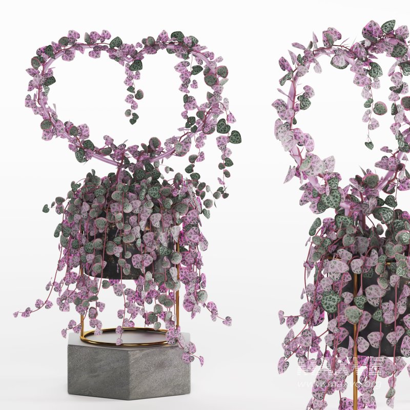 Indoor Plant Valentine Heart Shape Hoya Carnosa Aglaonema Pink Pearl - Image 4