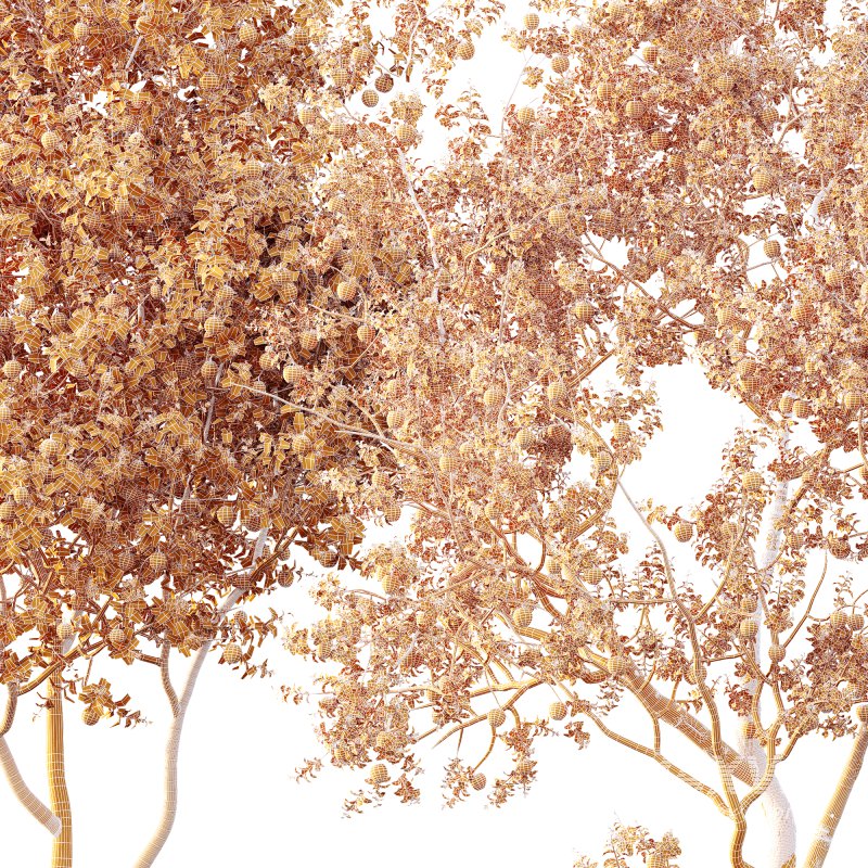 AV Fruit Trees Malus Pumila Apple Yellow and Citrus Sinensis Orange Arancio - Image 10