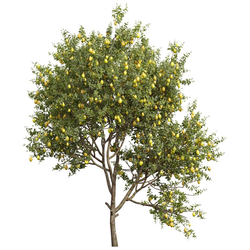 AV Fruit Trees Citrus Meyer Lemon Orange and Citrus Meyer Lemon - Image 3