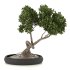bonsai in concrete pot - Thumbnail 2