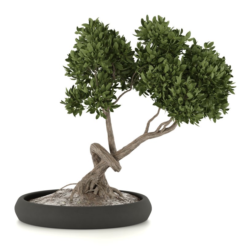 bonsai in concrete pot - Image 2