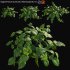 Epipremnum aureum – Money plant – 01 - Thumbnail 1