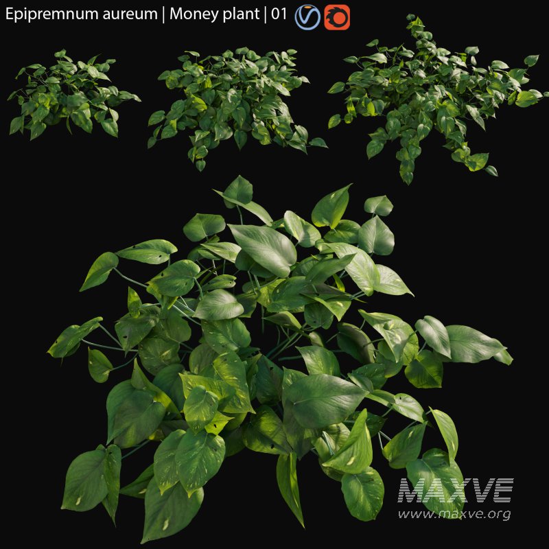 Epipremnum aureum – Money plant – 01 - Image 1