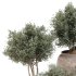 Outdoor Tree Collection in pot 01 - Thumbnail 2