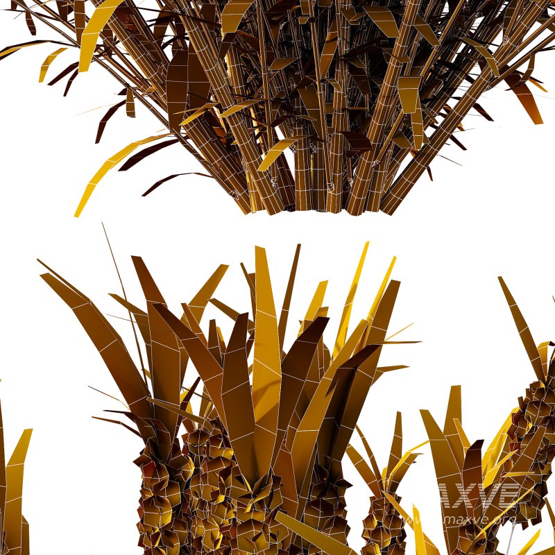 plant Grass Flower Lavandula pedunculata 03 - Image 7